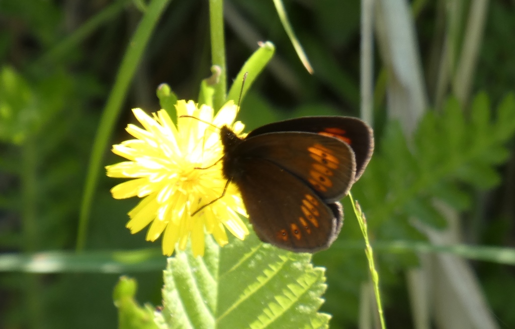 Erebia albergana (Nymphalidae Satyrinae)